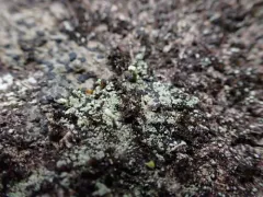 Powdered Matchstick Lichen thumbnail 2