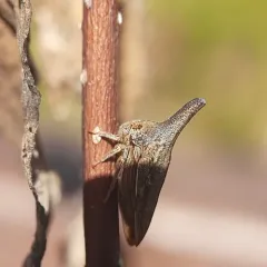Locust Treehopper thumbnail 2