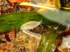 Calliopius pacificus thumbnail 1