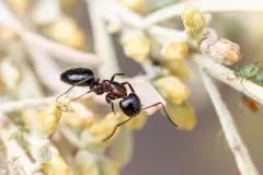 Hyatt's Carpenter Ant thumbnail 2
