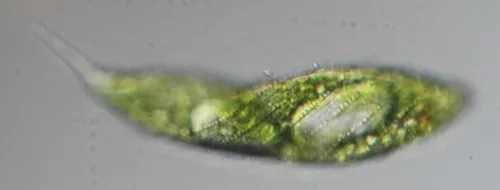 Lepocinclis spirogyroides