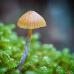 hairy leg bell thumbnail 3