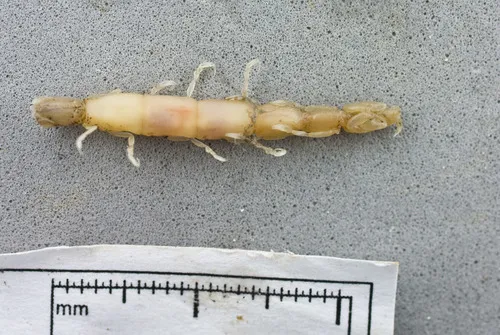 Calathura brachiata