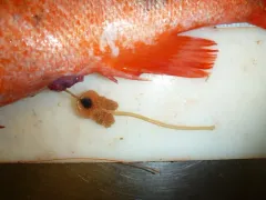 Sphyrion lumpi thumbnail 2
