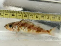 Chilipepper thumbnail 1
