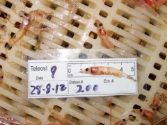 Northern Krill thumbnail 3