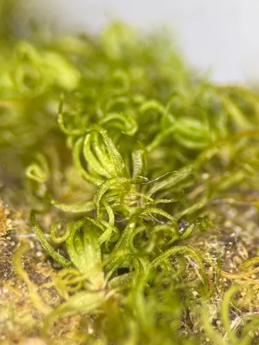 Cynodontium tenellum