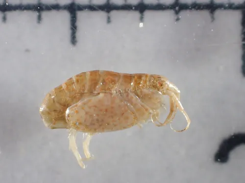 Metopelloides micropalpa