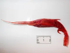 Gnathophausia zoea thumbnail 2