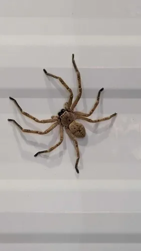 Giant Crab Spider