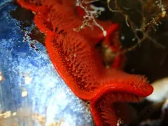 red-rust bryozoan thumbnail 2