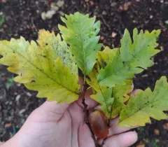 Turkey Oak thumbnail 1