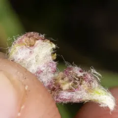 Aceria kiefferi thumbnail 3