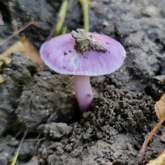 Lilac Fibrecap thumbnail 2