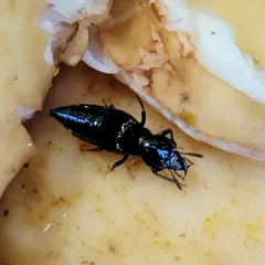 Oxyporus stygicus thumbnail 1