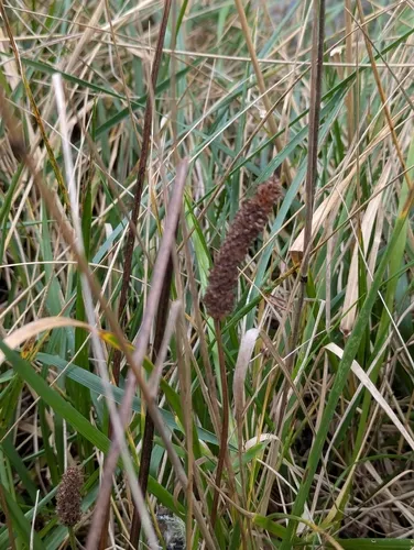 Tall Coastal Plantain