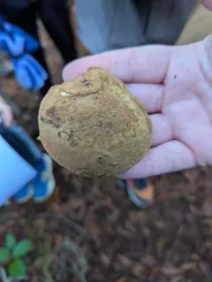 Suede Bolete thumbnail 2
