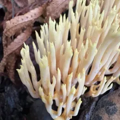 Upright Coral Fungus thumbnail 2