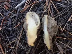 Gastroid Pine Spike thumbnail 2