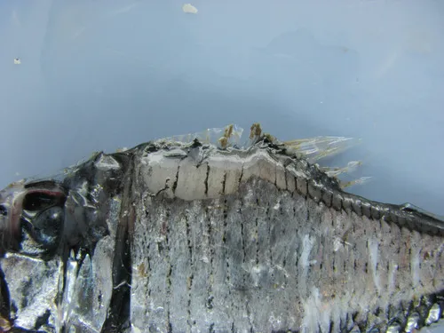 Giant Hatchetfish