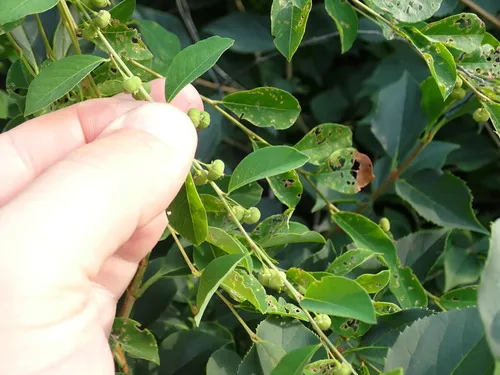 Flueggea suffruticosa