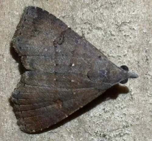 Double-lined Brown Moth