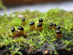 Colloderma oculatum thumbnail 1