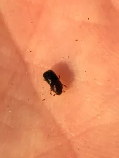 Valid Bark Beetle thumbnail 2