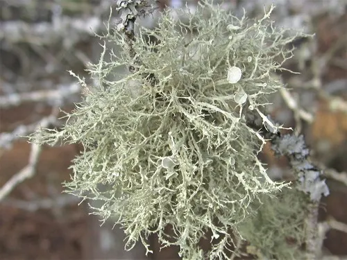 Thorny Ramalina