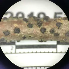 Kiwi Bubbles thumbnail 4