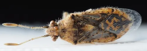 Arhyssus punctatus