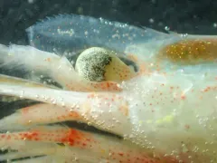 Greenland Shrimp thumbnail 4