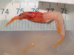 Arctic red prawn thumbnail 3