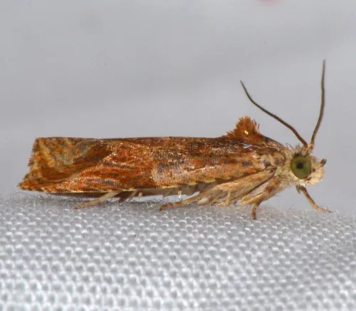 Olethreutes nitidana