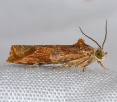 Olethreutes nitidana thumbnail 1