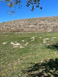 Sand Hills Pocket Gopher thumbnail 2