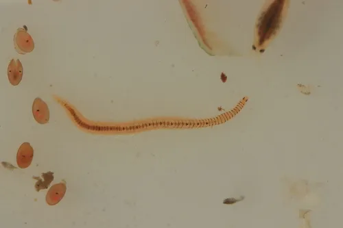 Odontosyllis phosphorea