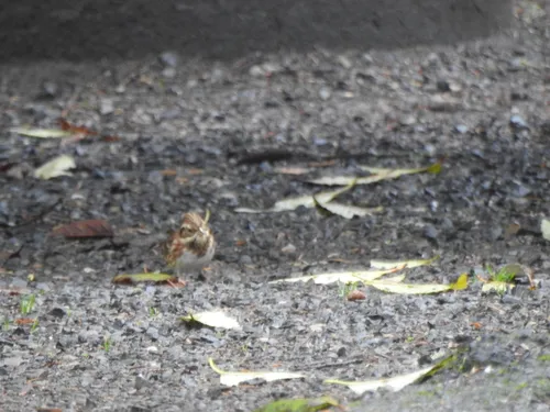 Rustic Bunting