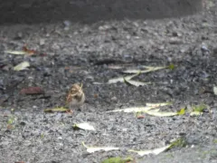 Rustic Bunting thumbnail 1