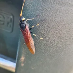 California Horntail thumbnail 3