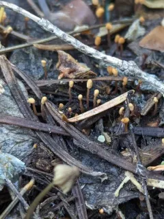 Heyderia abietis thumbnail 3