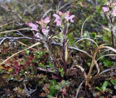 Hairy Lousewort thumbnail 3