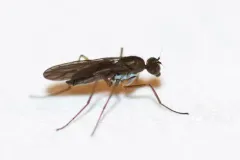Clinocera lineata thumbnail 2
