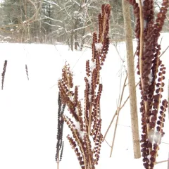 sensitive fern thumbnail 5