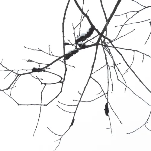 black knot