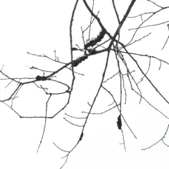 black knot thumbnail 1