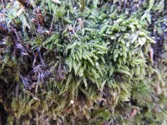 Round Silk-moss thumbnail 4