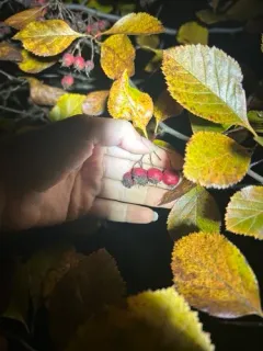 Broad-leaved Cockspurthorn thumbnail 1