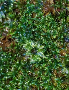 transparent fork-moss thumbnail 1