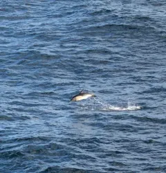 Common Dolphin thumbnail 2